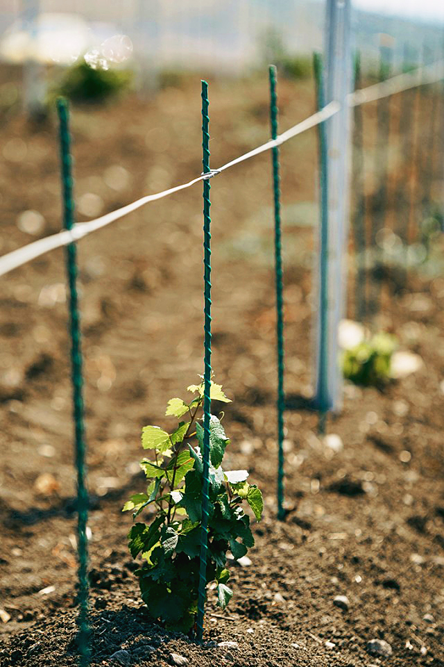 კვეთი 6 მმ / 160 სმ - Image 3